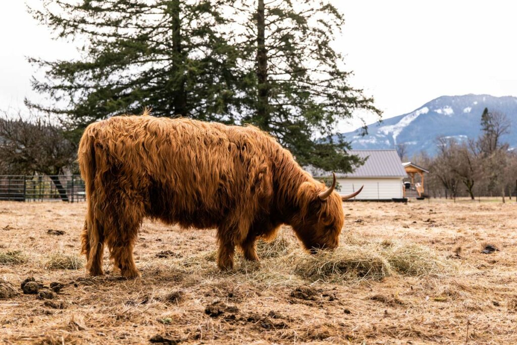 BEEF Mobile Slaughter BULK RATE