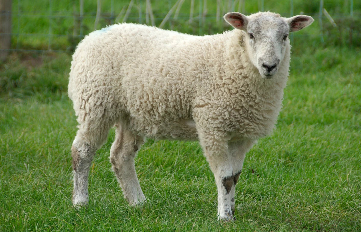 SHEEP/GOAT Mobile Slaughter
