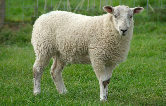 SHEEP/GOAT Mobile Slaughter
