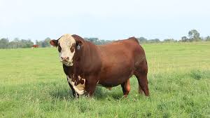 BULL Mobile Slaughter