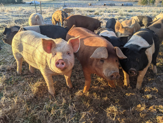 PIG Mobile Slaughter
